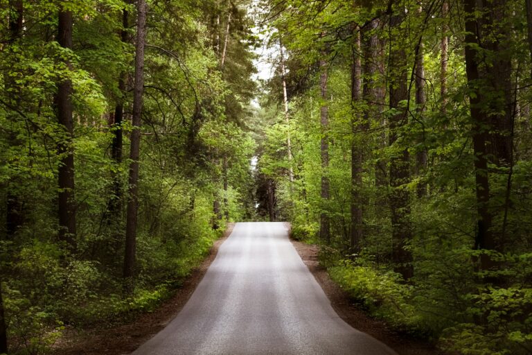 A beautiful tree lined road leading into the forest. The sun breaks through the branches.